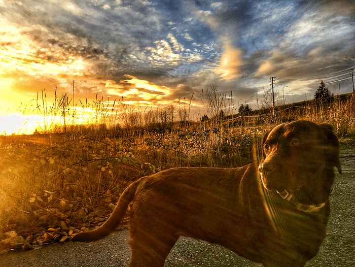 Sunset pictures - dog in field at sunset