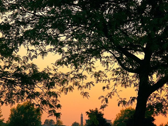 Sunset pictures - trees in Sarnia Ontario