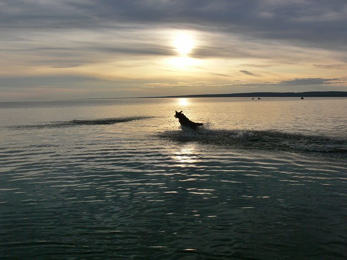 Dog in Slave Lake - Sunset pictures