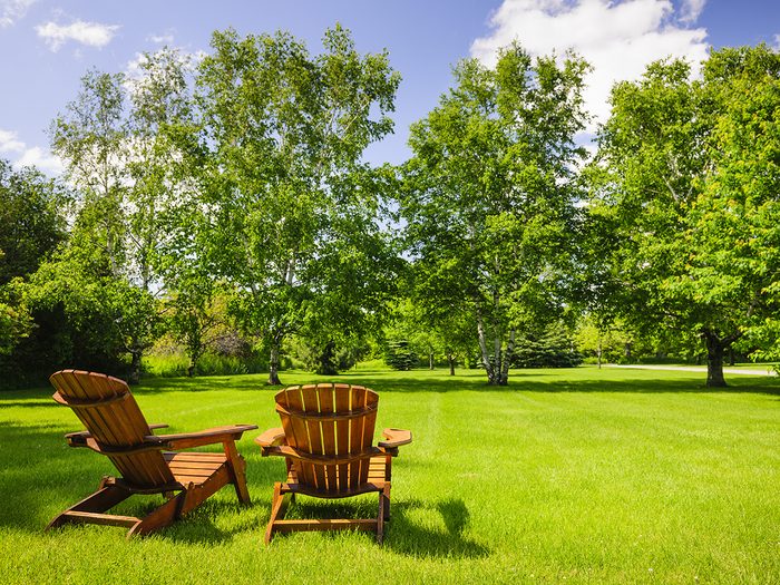 Signs your tree is dying - trees in yard with muskoka chairs