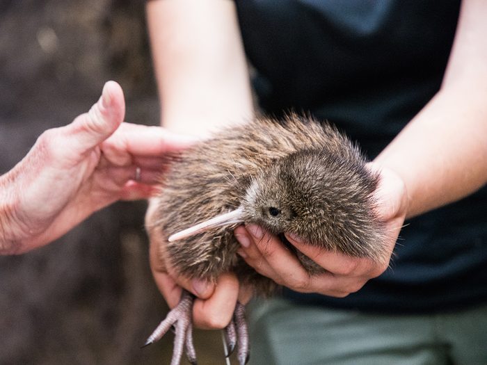 Baby kiwi bird being cared for