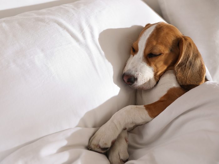 How to get a good night sleep - dog in bed
