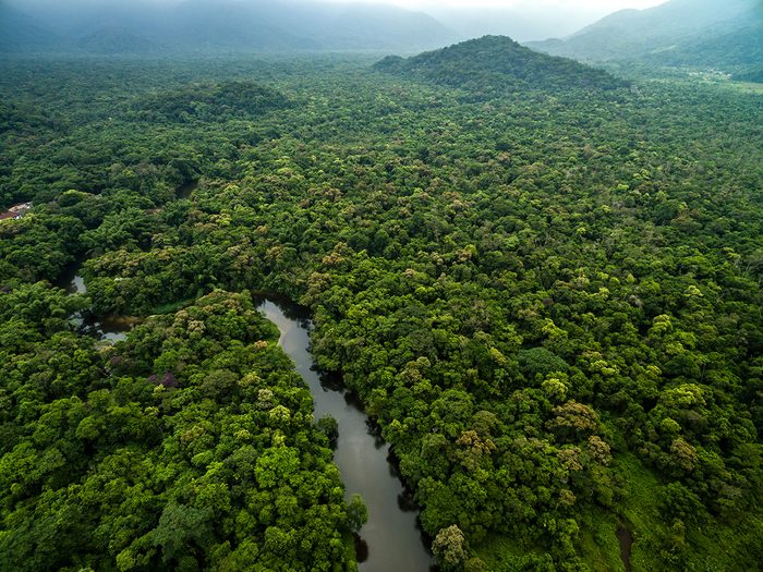 Science facts - Rainforest aerial shot