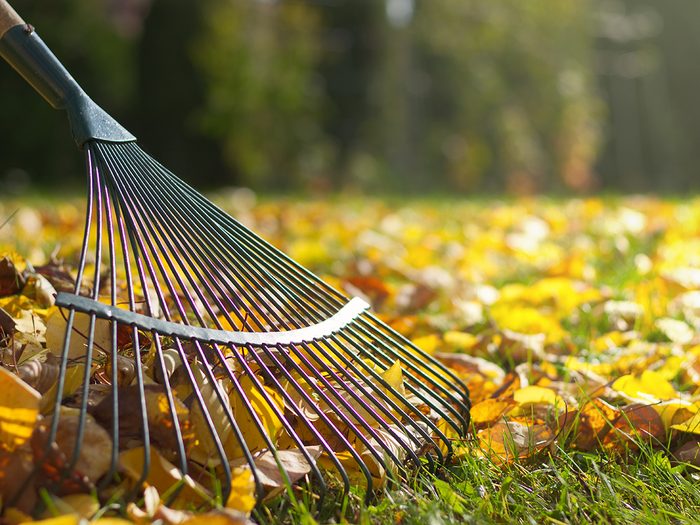 Should you rake leaves or just leave them - Raking fallen leaves in the garden , detail of rake in autumn season.