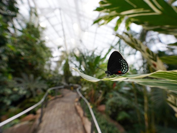 Unique things to do in Niagara Falls - Niagara Falls Butterly Conservatory