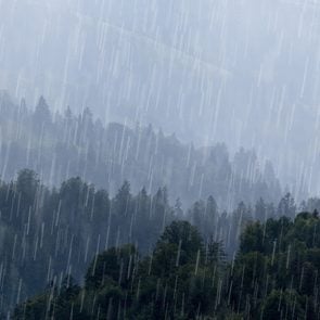 Wettest place in Canada - heavy rain over forest