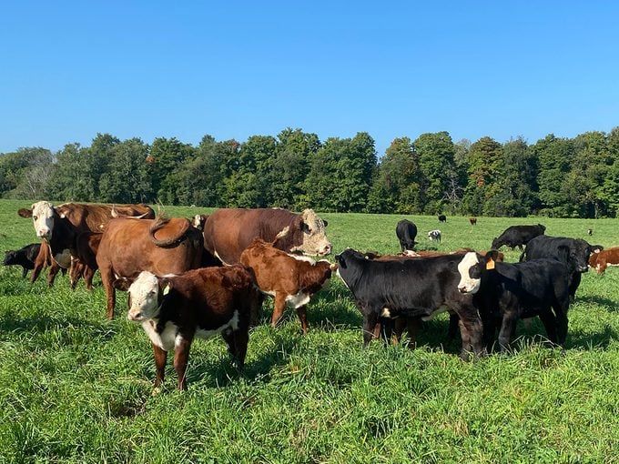 Good Family Farm cows
