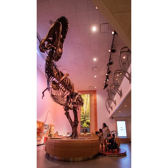 Canadian museums artefacts - World's largest T. Rex
