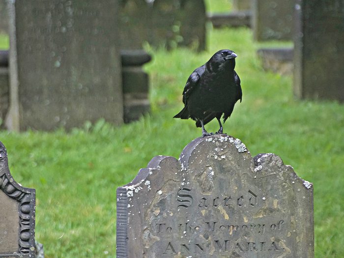 Ghost tour Halifax - Raven on Halifax tombstone