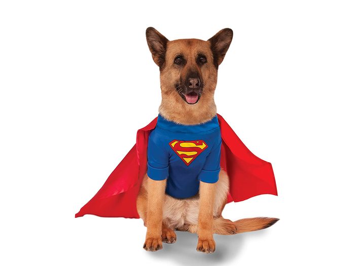 Halloween Costume For Dogs - Superman