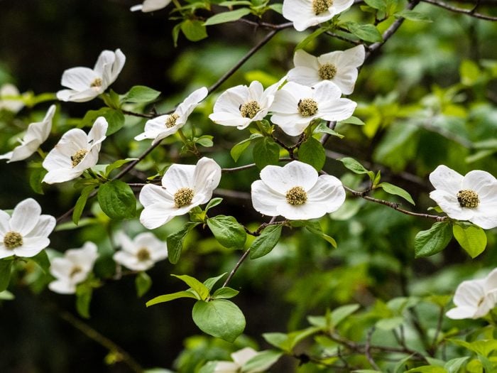 Provincial Flowers - Pacific Dogwood