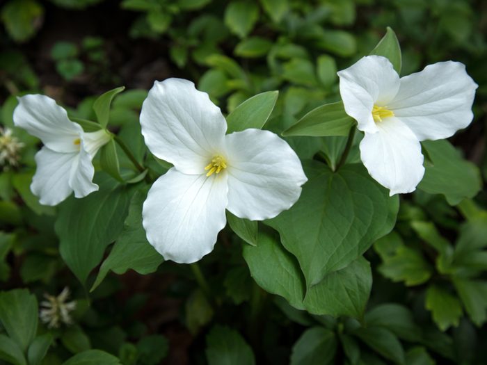 Provincial Flowers - White Trillium