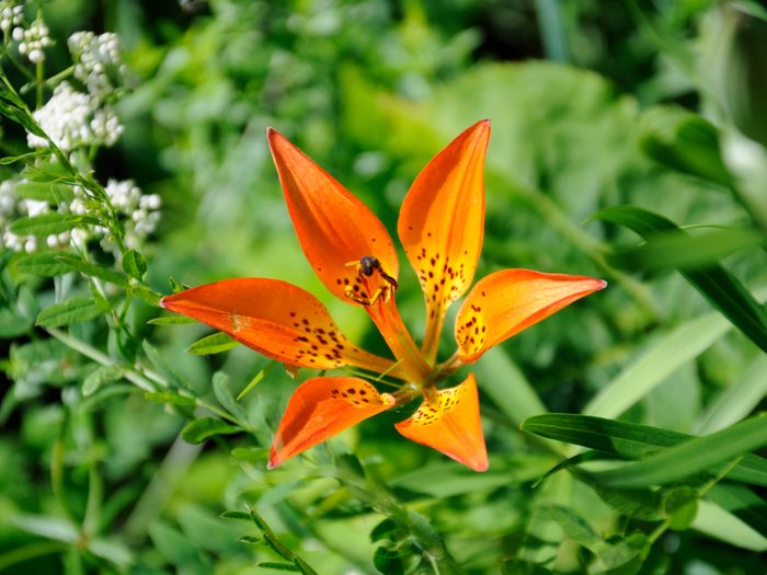Provincial Flowers - Western Red Lily