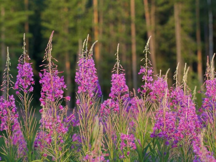 Provincial Flowers - Fireweed