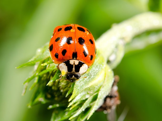 Red and black bugs - Asian lady beetle