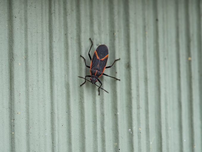 Red and black bugs - Eastern boxelder bug