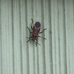 Are These Red and Black Bugs All Over the Side of Your House?