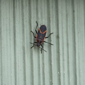 Red and black bugs - Eastern boxelder bug