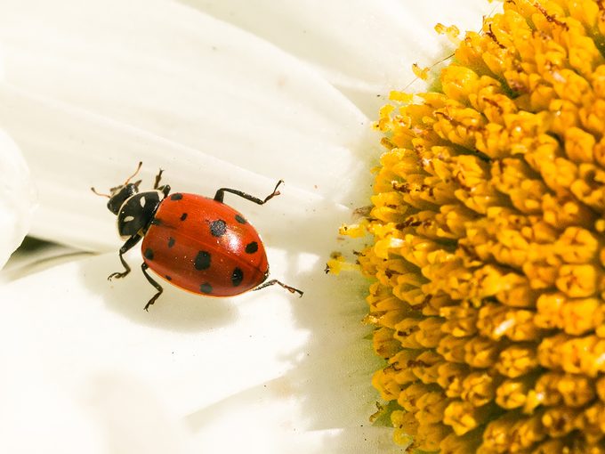 Red and black bugs - North American ladybug