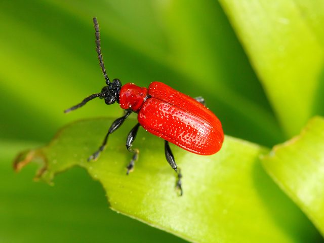 Red and black bugs - Scarlet lily leaf beetle