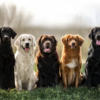 Best dog breed for each zodiac sign - different dog breeds