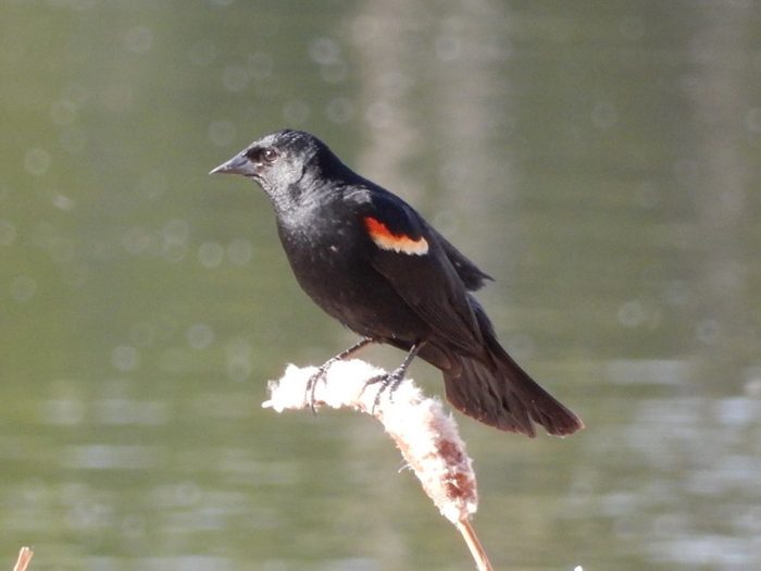 Canadian Birds - Red Winged Blackbird