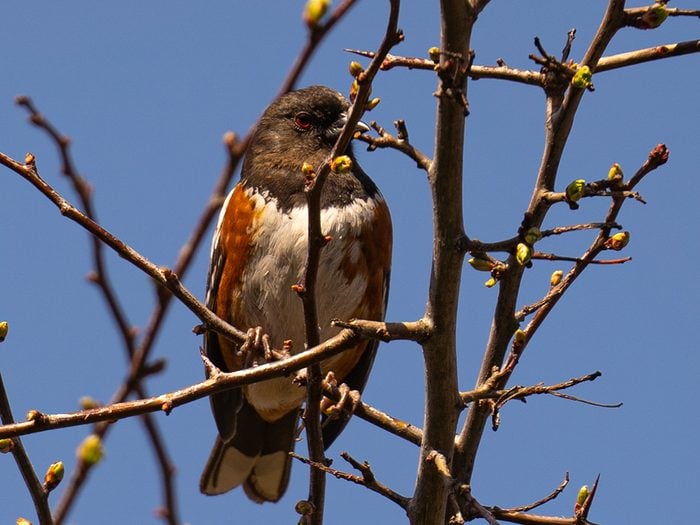 Canadian birds - Spotted towhee
