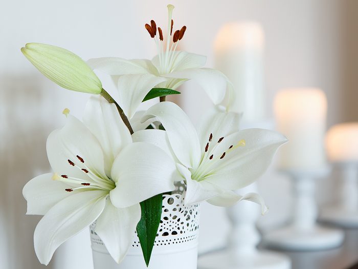 Flores de Navidad - lirios blancos en florero