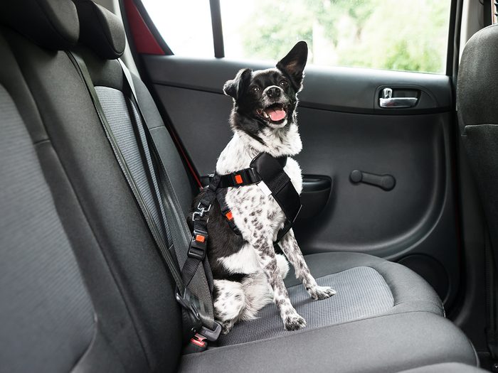 Dog in car wearing safety harness