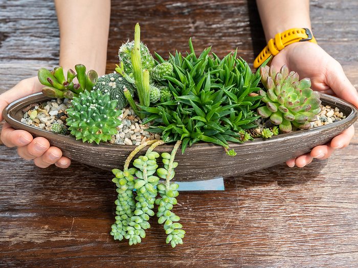 Indoor gardening ideas - tray of succulents