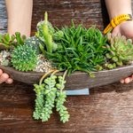 Inspired Indoor Gardening Ideas to Get You Through a Long Winter