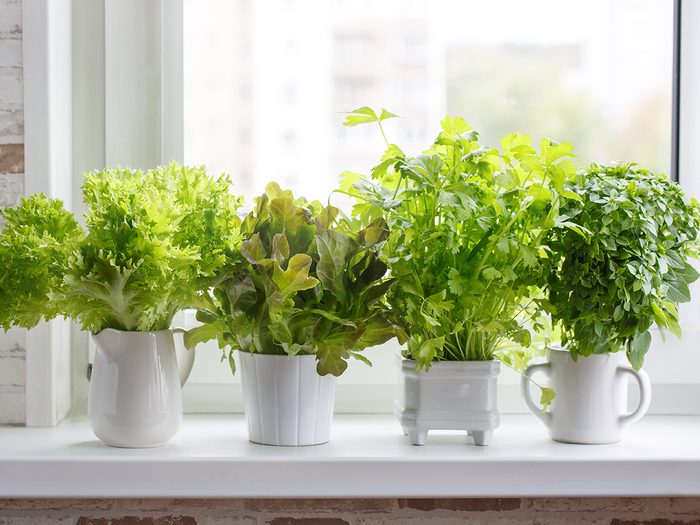 Indoor gardening ideas - windowsill herb garden