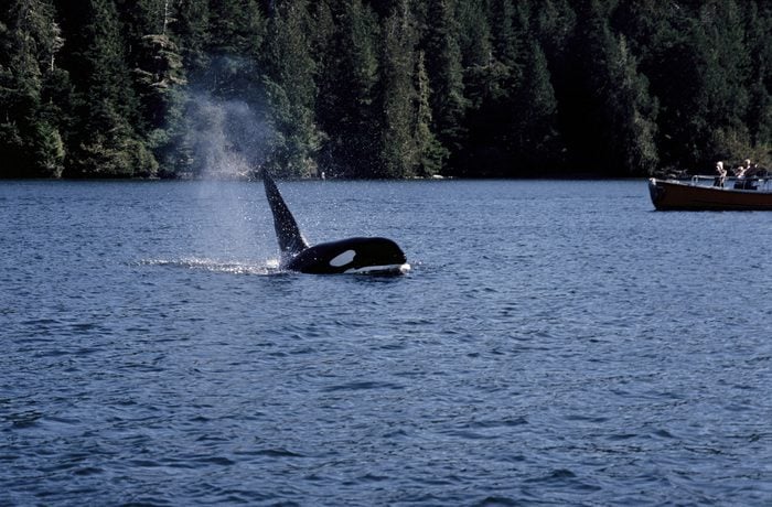 Jamie's Whaling Station - Tofino, BC