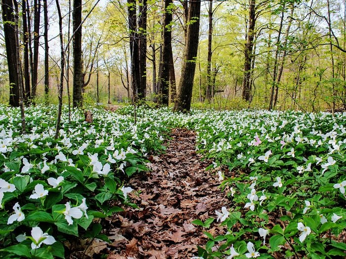 Is it illegal to pick trilliums in Ontario - trilliums in forest
