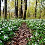 Can You Really Be Jailed For Picking Trilliums in Ontario?