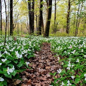 Is it illegal to pick trilliums in Ontario - trilliums in forest