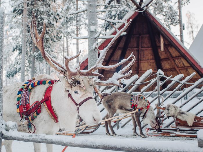 Reindeer sleigh in Rovaniemi, Finland