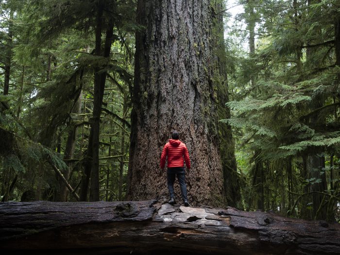 Things to do on Vancouver Island - Cathedral Grove trees