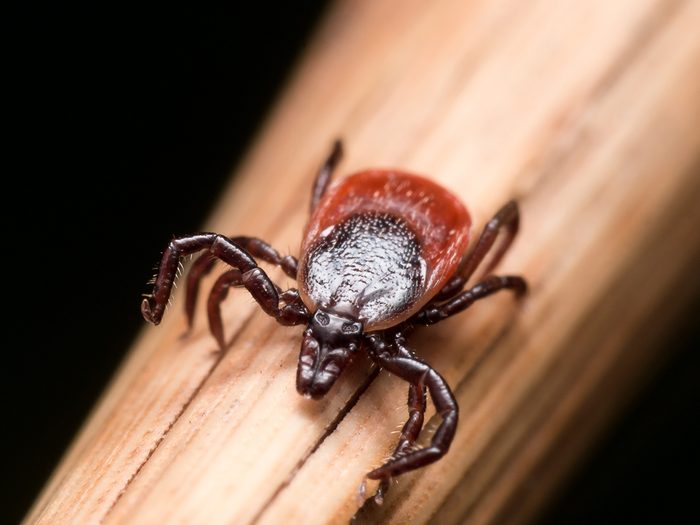 lyme disease in canada - Close up photo of adult female deer tick crawling on piece of straw