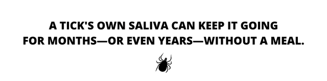 lyme disease in canada - A TICKS OWN SALIVA CAN KEEP IT GOING FOR MONTHSOR EVEN YEARS WITHOUT A MEAL.