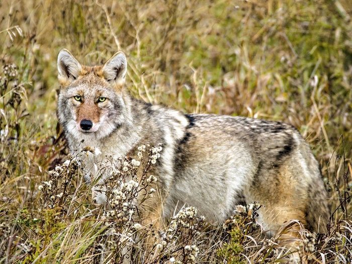 Coyote Close Encounter Our Canada