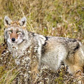 Coyote Close Encounter Our Canada