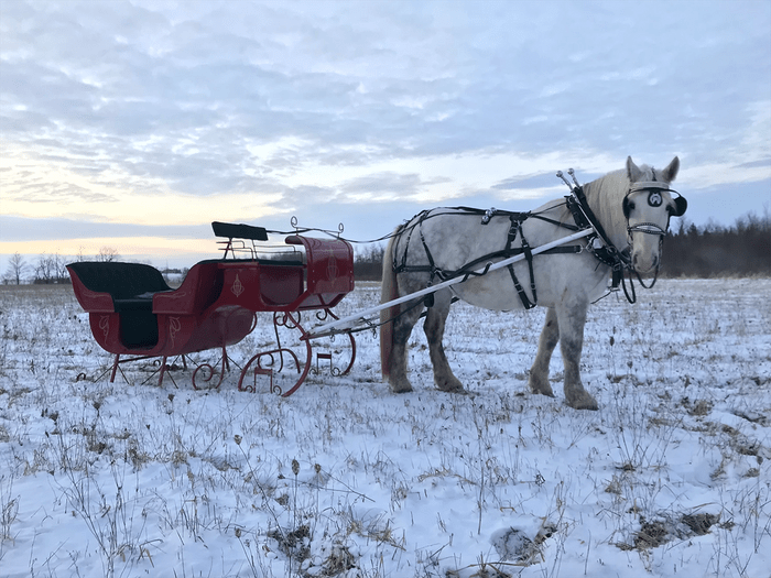 Sleigh Rides Ontario Fairytale Horse Carriage