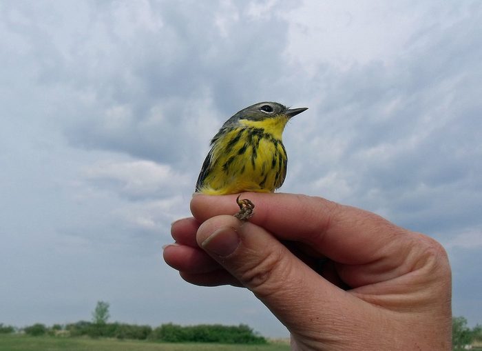 A bird at Oak Hammock Marsh Manitoba