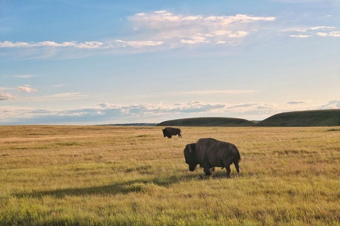 Bison at Grasslands National Park Saskatchewan