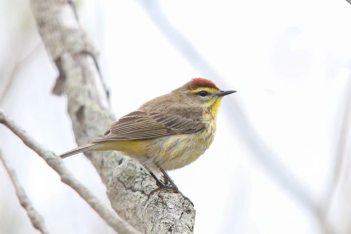 A bird in a tree at Presqu'ile Provincial Park Ontario