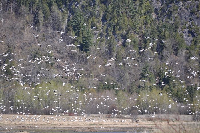 A flock of birds at Cap Tourmente National Wildlife Area Quebec