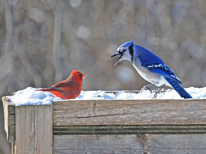 Blue Jay And Cardinal
