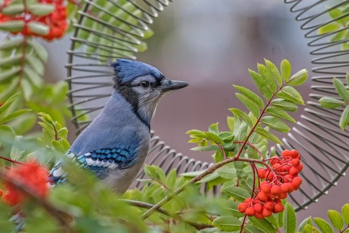 Blue jay and red berries