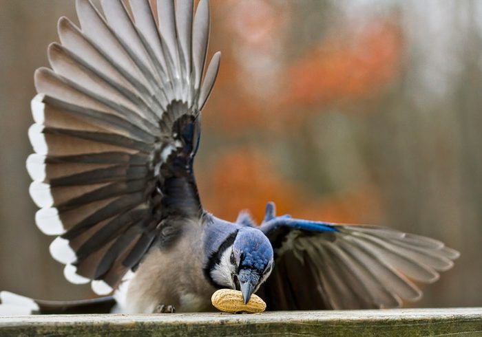 Blue jay eating peanut wings spread